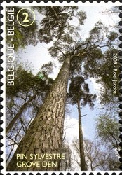 Colnect-619-515-Scotch-Pine.jpg