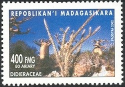 Colnect-1458-358-Didieraceae.jpg