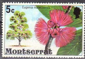 Colnect-845-768-Malay-apple.jpg