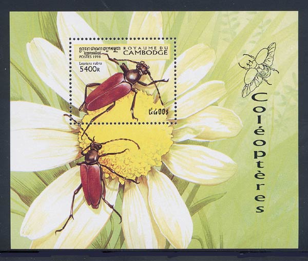 Skap-cambodia_16_beetle_1747_ss.jpg