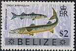 Colnect-2097-230-Great-Barracuda-Sphyraena-barracuda.jpg