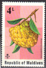 Colnect-844-986-Maldive-mulberry.jpg