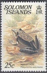 Marsh-Frog-Platymantis-solomonis.jpg