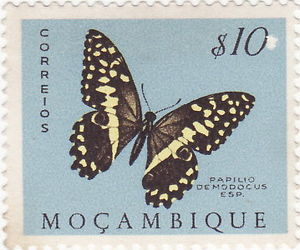 Colnect-1236-590-Papilio-demodocus.jpg