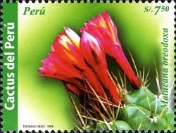 Colnect-1591-476-Matucana-oreodoxa.jpg