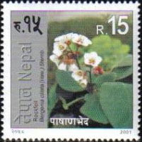Colnect-1437-491-Bergenia-ciliata.jpg
