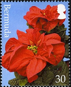 Colnect-2599-891-Bract-colour-Red.jpg