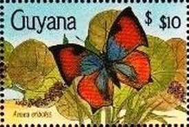 Colnect-3453-673-Leafwing-Butterfly-Anaea-eribotes.jpg