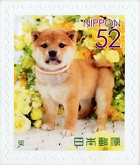 Colnect-5536-017-Shiba-Canis-Lupus-Familiaris.jpg