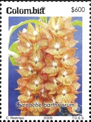 Colnect-1701-354-Cycnoche-barthriorum.jpg
