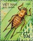 Colnect-1632-876-Mormon-Cricket-Anabrus-simplex.jpg