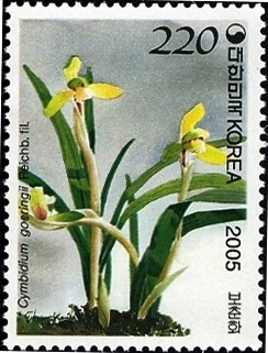 Colnect-1605-698-Cymbidium-goeringii-Reichb.jpg