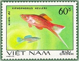 Colnect-480-326-Green-Swordtail-Xiphophorus-helleri.jpg