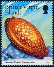 Colnect-3082-842-Measled-Cowrie-Cypraea-zebra.jpg