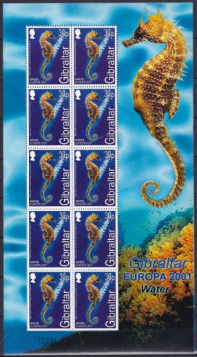 Colnect-4397-372-Long-snouted-Seahorse-Hippocampus-ramulosus.jpg
