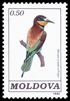 Colnect-348-274-European-Bee-eater-Merops-apiaster.jpg