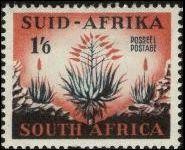 Aloes.jpg