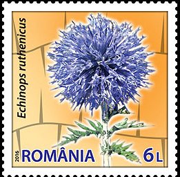 Colnect-3146-407-Southern-Globethistle-Echinops-ruthenicus.jpg