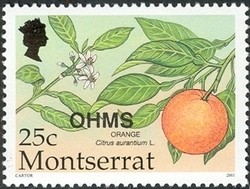 Colnect-1530-043-Orange-Citrus-aurantium-L.jpg