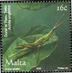 Colnect-657-598-Long-headed-Grasshopper-Acrida-ungarica.jpg