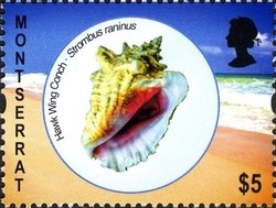 Colnect-1524-113-Hawk-wing-Conch-Strombus-raninus.jpg