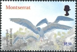Colnect-1530-027-Laughing-Gull-Larus-atricilla.jpg