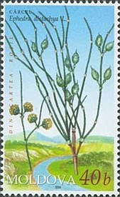 Colnect-737-296-Ephedra-distachya-L.jpg