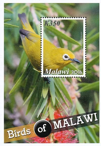 Colnect-3670-185-African-Yellow-White-eye%C2%A0Zosterops-senegalensis.jpg