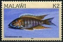 Colnect-1734-778-Cichlid-Trematocranus-spp.jpg