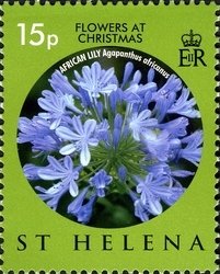 Colnect-1705-894-African-Lily-Agapanthus-africanus.jpg