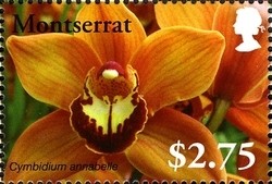 Colnect-1524-024-Cymbidium-annabelle.jpg