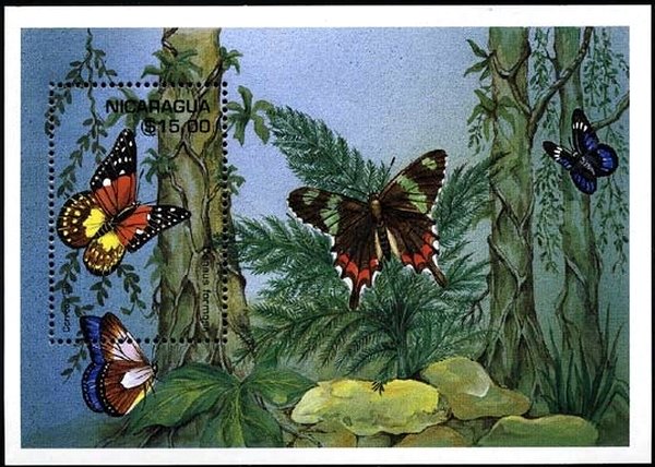 Colnect-2480-916-Danaus-formosa-African-Map-Butterfly.jpg