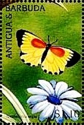 Colnect-4123-038-Nepheronia-argia.jpg