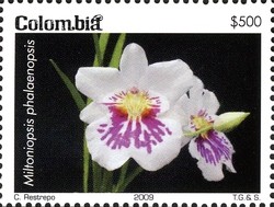 Colnect-1701-350-Miltoniopsis-phalaenopsis.jpg