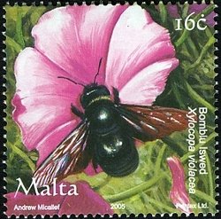 Colnect-657-596-Violet-Carpenter-Bee-Xylocopa-violacea.jpg