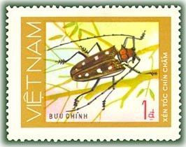 Colnect-1626-945-Rubber-root-Borer-Batocera-rubus.jpg