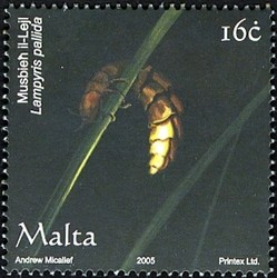 Colnect-657-589-Glowworm-Lampyris-pallida.jpg