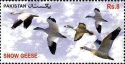 Colnect-1547-869-Snow-Goose-Anser-caerulescens.jpg