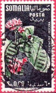 Colnect-1275-575-Flower-Asclepiadacae.jpg