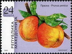 Colnect-592-771-Prunus-persica.jpg