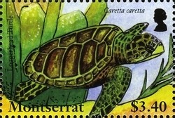 Colnect-1524-194-Loggerhead-Caretta-caretta.jpg