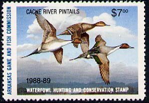 Colnect-6335-077-Northern-Pintail-Anas-acuta.jpg