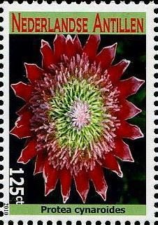 Colnect-4563-015-Protea-cynaroides.jpg