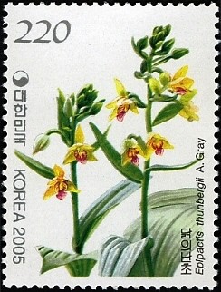 Colnect-1605-600-Epipactis-thunbergii-A-Gray.jpg