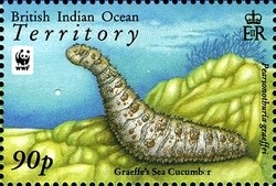 Colnect-1425-714-Graeffe--s-Sea-Cucumber-Pearsonothuria-graeffei.jpg
