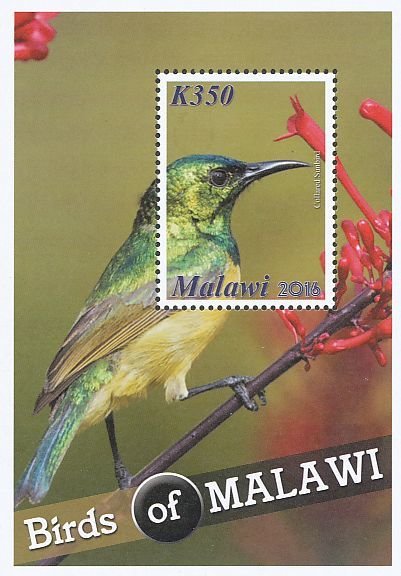 Colnect-3670-183-Collared-Sunbird%C2%A0Hedydipna-collaris.jpg