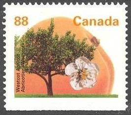 Colnect-2847-029-Westcot-Apricot.jpg
