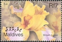 Colnect-961-891-Flowers---Brown-Lasso.jpg