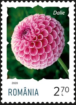 Colnect-6351-438-Dahlia.jpg