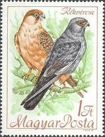 Colnect-459-506-Red-footed-Falcon-Falco-vespertinus.jpg